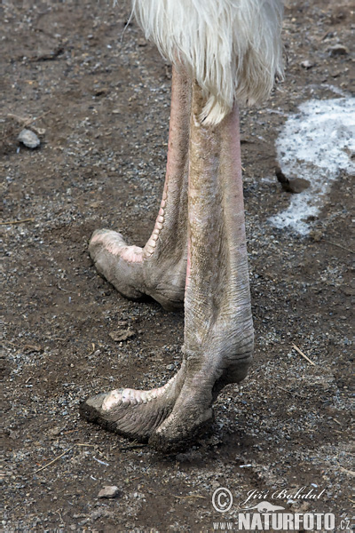 Pštros dvojprstý (Struthio camelus)