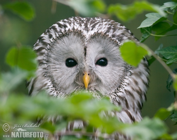 Puštík bělavý (Strix uralensis)