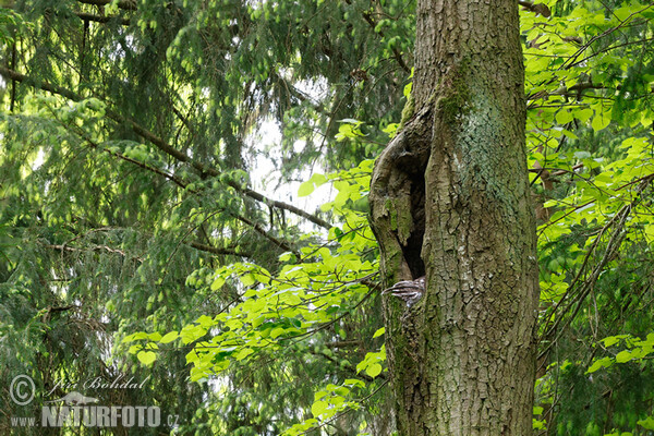 Puštík obecný (Strix aluco)