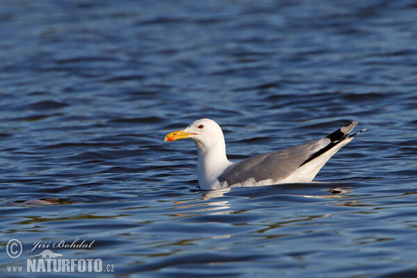 Racek bělohlavý (Larus cachinnans)