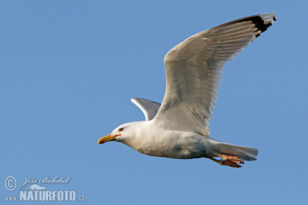 Racek bělohlavý (Larus cachinnans)