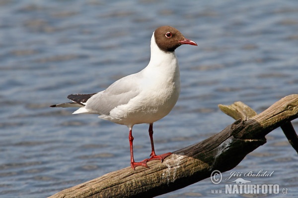 Racek chechtavý (Chroicocephalus ridibundus)