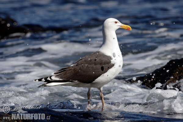 Racek mořský (Larus marinus)