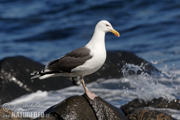 Racek mořský (Larus marinus)