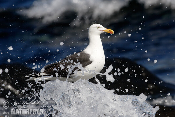 Racek mořský (Larus marinus)