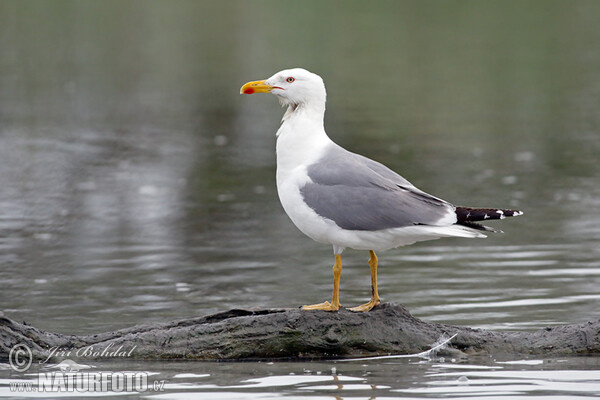 Racek středomořský (Larus michahellis)