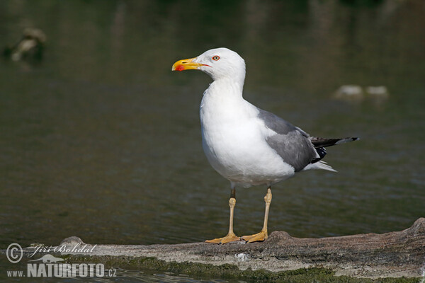 Racek středomořský (Larus michahellis)