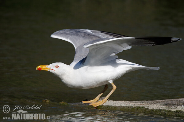 Racek středomořský (Larus michahellis)