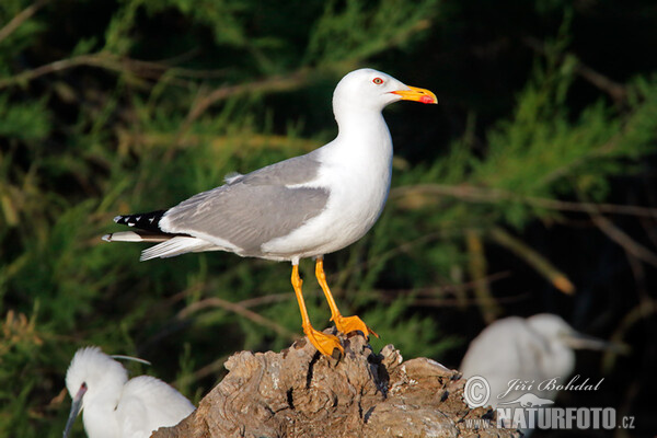 Racek středomořský (Larus michahellis)