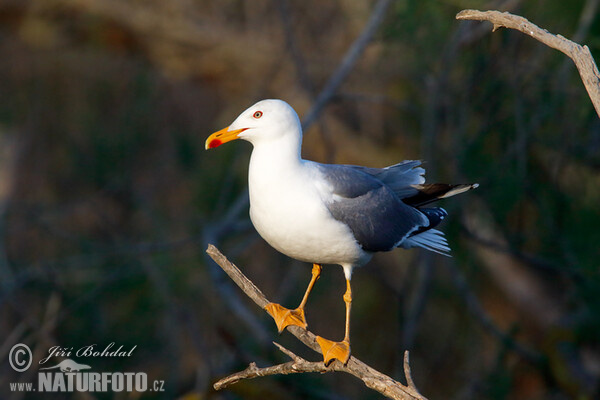 Racek středomořský (Larus michahellis)