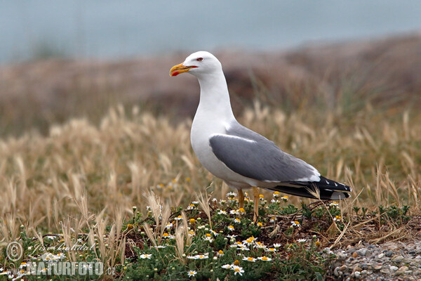 Racek středomořský (Larus michahellis)