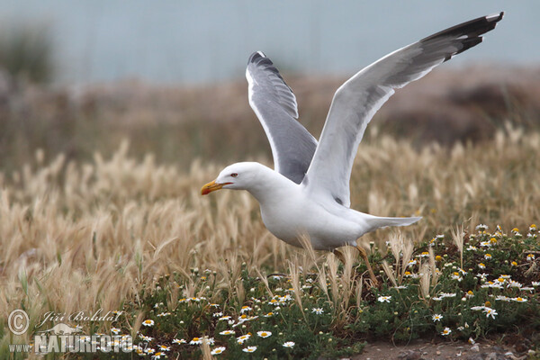 Racek středomořský (Larus michahellis)