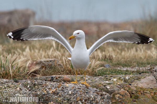 Racek středomořský (Larus michahellis)