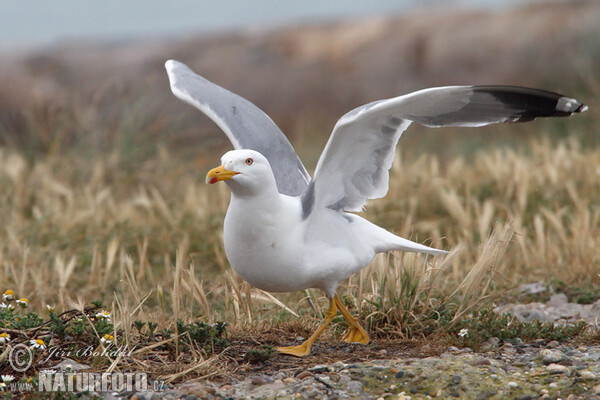 Racek středomořský (Larus michahellis)