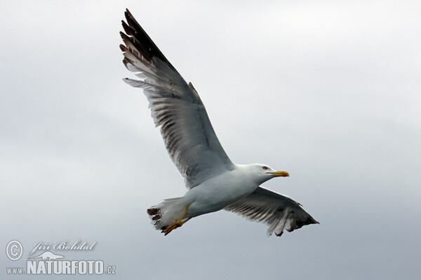 Racek středomořský (Larus michahellis)