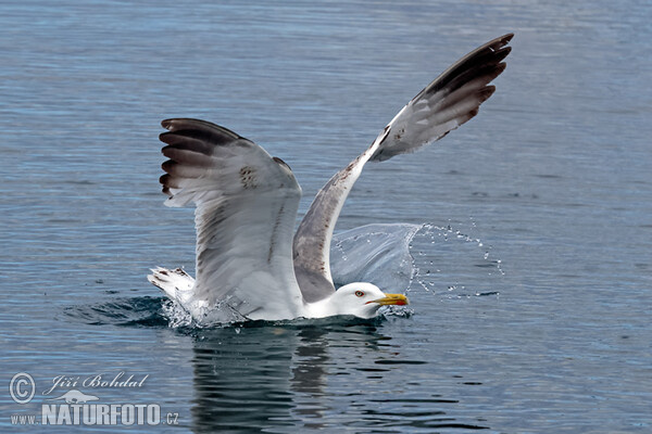 Racek středomořský (Larus michahellis)