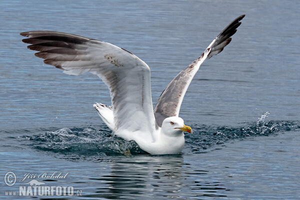 Racek středomořský (Larus michahellis)