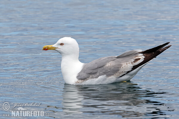 Racek středomořský (Larus michahellis)