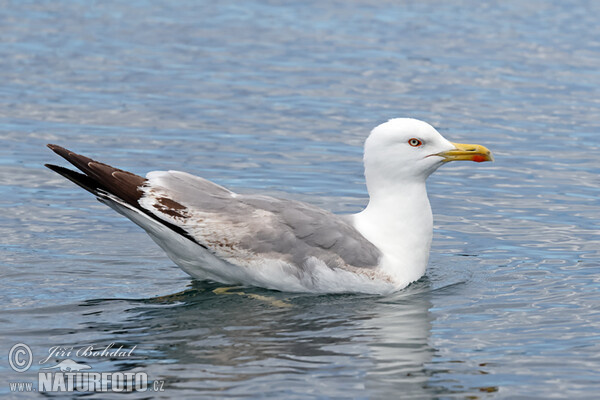 Racek středomořský (Larus michahellis)