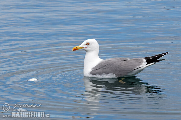 Racek středomořský (Larus michahellis)