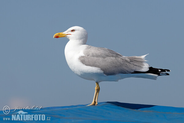 Racek středomořský (Larus michahellis)