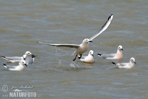 Racek tenkozobý (Chroicocephalus genei)