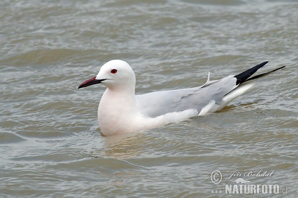 Racek tenkozobý (Chroicocephalus genei)