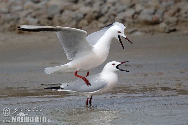 Racek tenkozobý (Chroicocephalus genei)