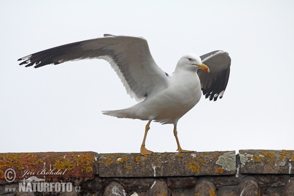 Racek žlutonohý (Larus fuscus)