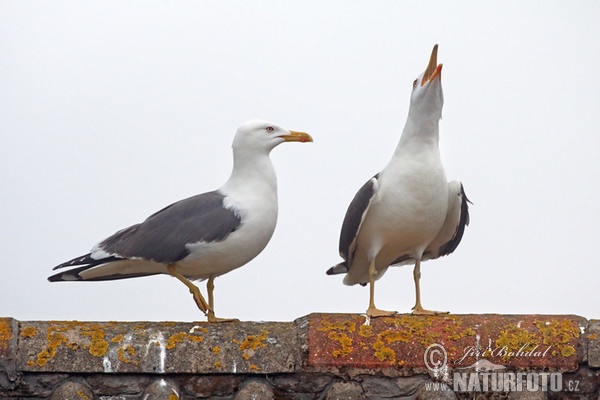 Racek žlutonohý (Larus fuscus)