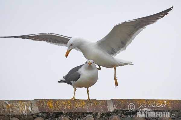 Racek žlutonohý (Larus fuscus)