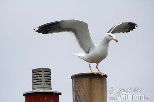 Racek žlutonohý (Larus fuscus)