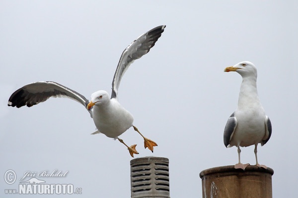 Racek žlutonohý (Larus fuscus)