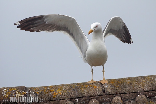 Racek žlutonohý (Larus fuscus)