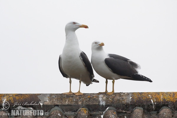 Racek žlutonohý (Larus fuscus)