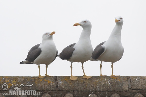 Racek žlutonohý (Larus fuscus)