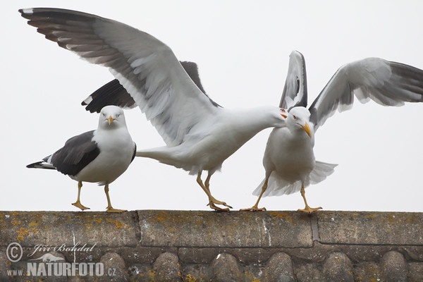 Racek žlutonohý (Larus fuscus)