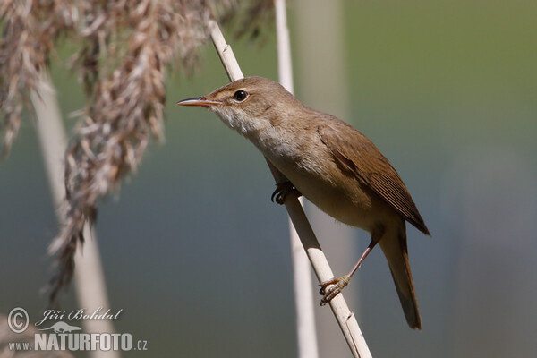 Rákosník obecný (Acrocephalus scirpaceus)