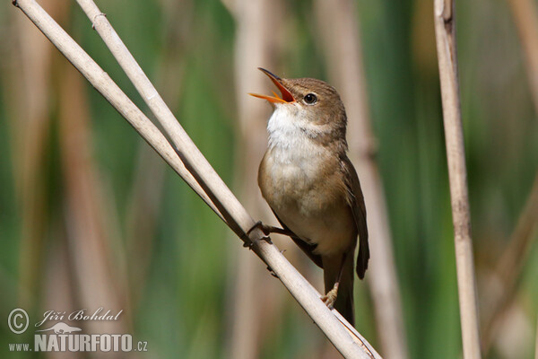 Rákosník obecný (Acrocephalus scirpaceus)