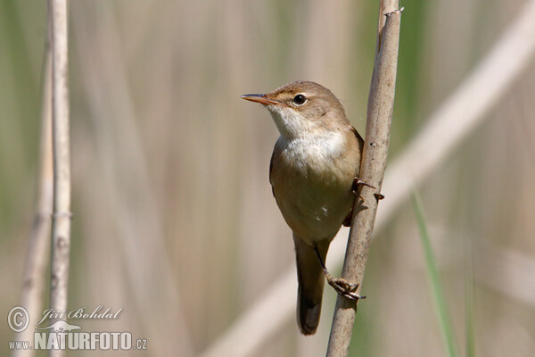 Rákosník obecný (Acrocephalus scirpaceus)