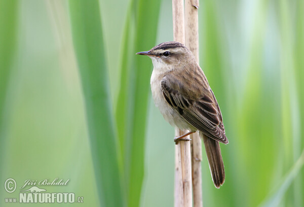 Rákosník proužkovaný (Acrocephalus schoenobaenus)