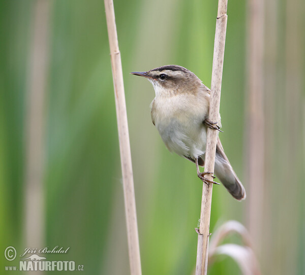 Rákosník proužkovaný (Acrocephalus schoenobaenus)