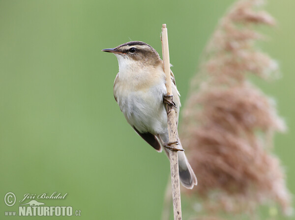 Rákosník proužkovaný (Acrocephalus schoenobaenus)