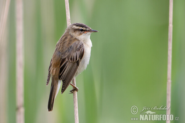 Rákosník proužkovaný (Acrocephalus schoenobaenus)