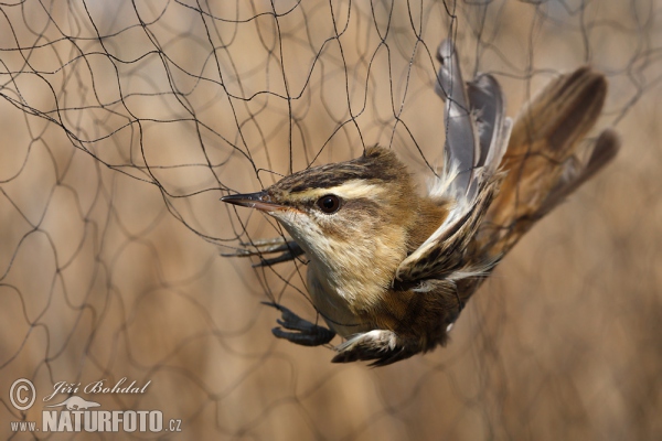 Rákosník proužkovaný (Acrocephalus schoenobaenus)