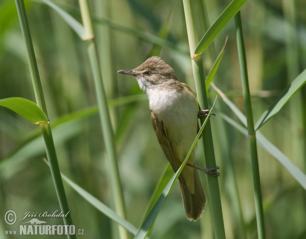 Rákosník velký (Acrocephalus arundinaceus)