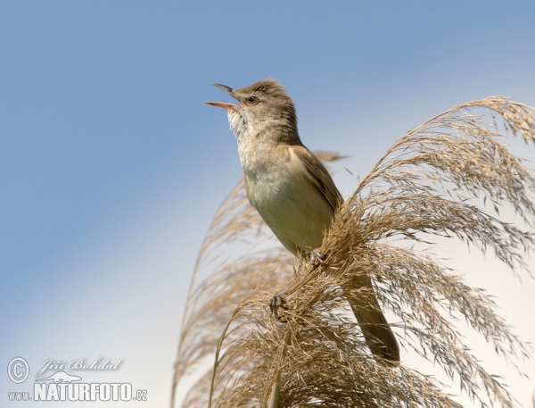 Rákosník velký (Acrocephalus arundinaceus)