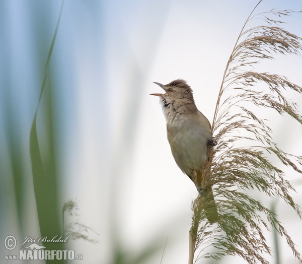 Rákosník velký (Acrocephalus arundinaceus)