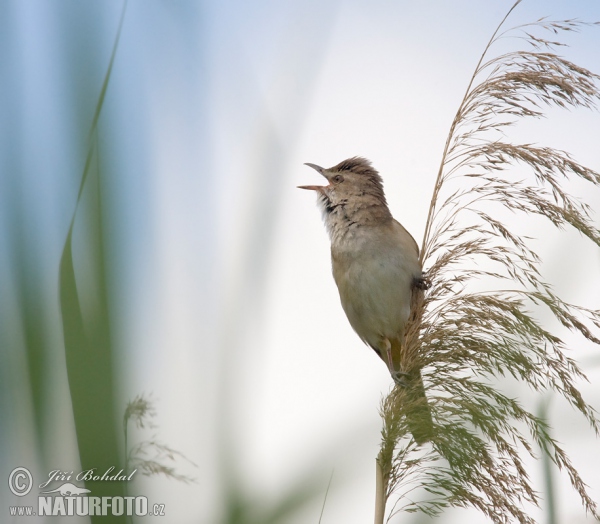 Rákosník velký (Acrocephalus arundinaceus)