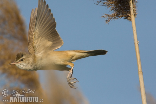 Rákosník velký (Acrocephalus arundinaceus)